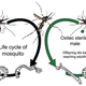 Illustration for article titled Its Time to Declare War on Mosquitoes